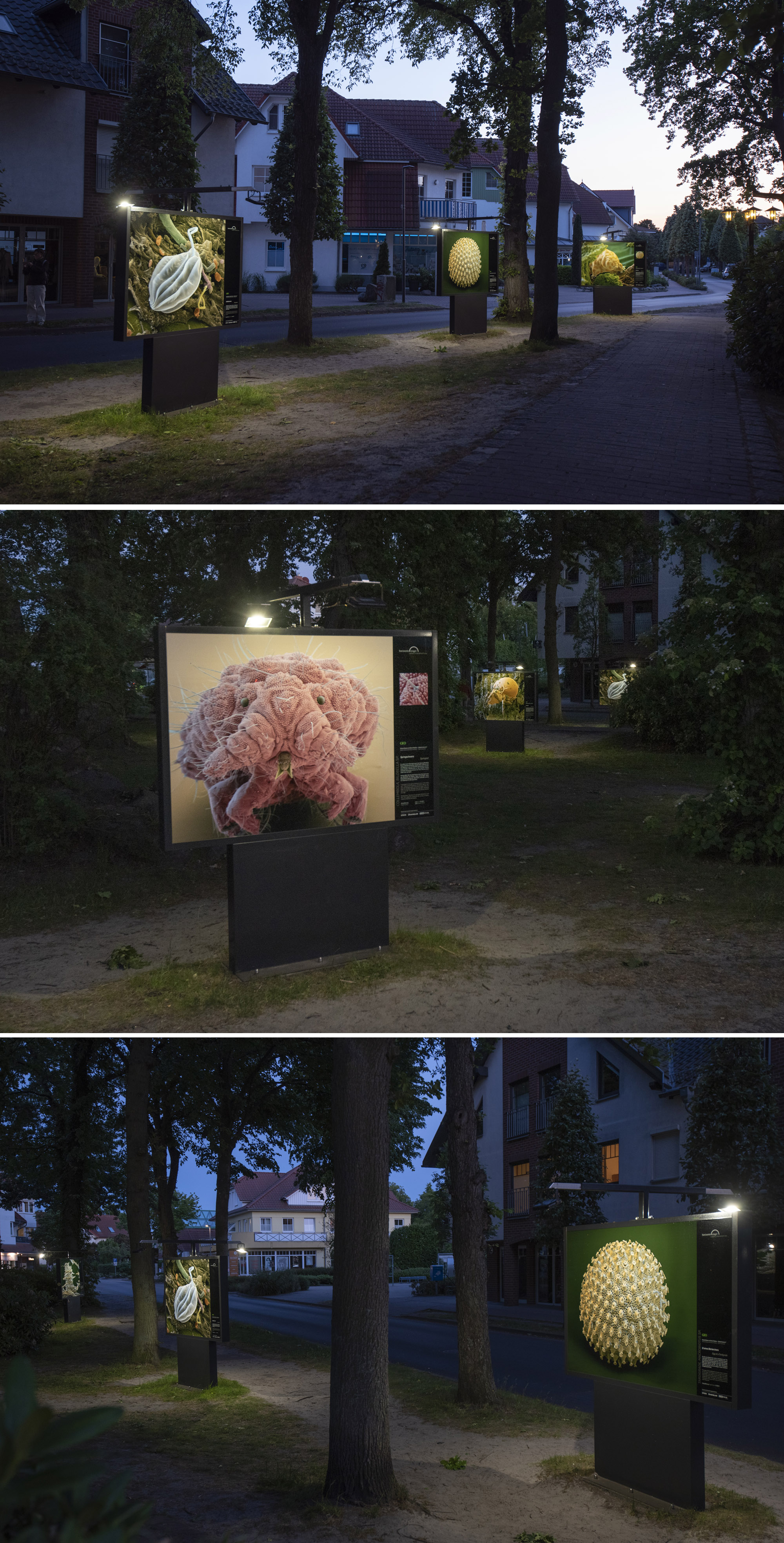 Three images from an outdoor exhibition show individual microscope images of microorganisms from the forest floor. They were photographed with the scanning electron microscope.