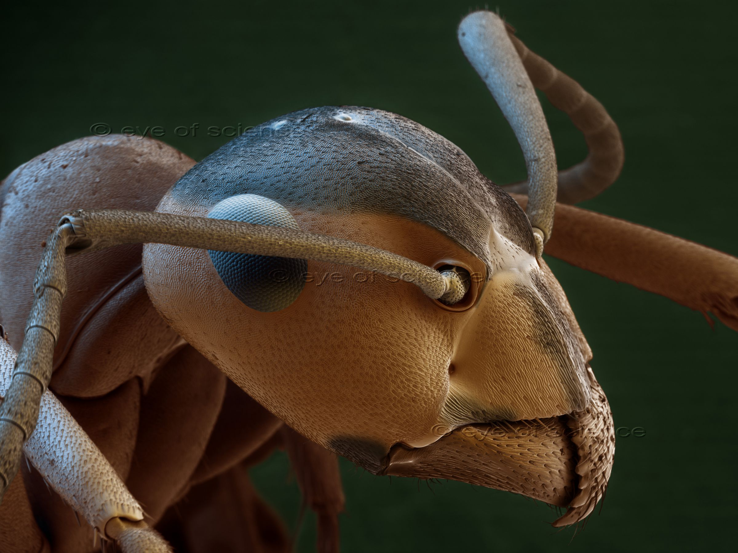 A micrograph of a head of an ant (Formica polycena) in brownish colors: right eye, antennae and mandibles are visible.