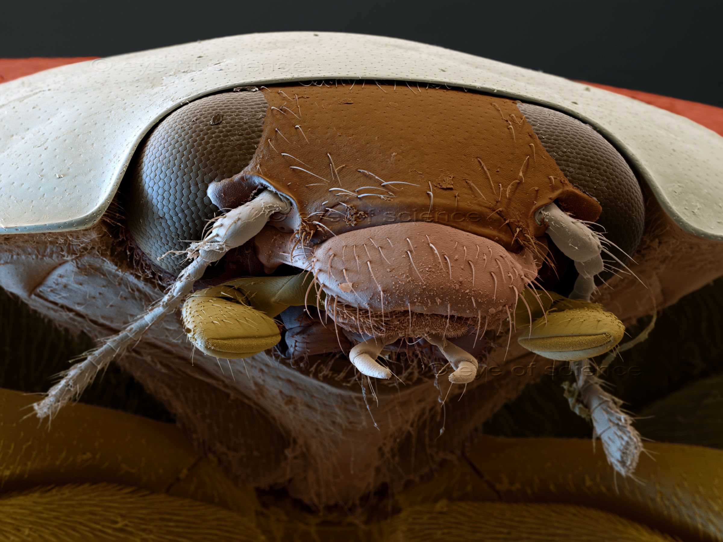 A micrograph of the head of a ladybug (Harmonia axyridis) in frontal view. All parts from the head are colored differently/ are clearly visible.