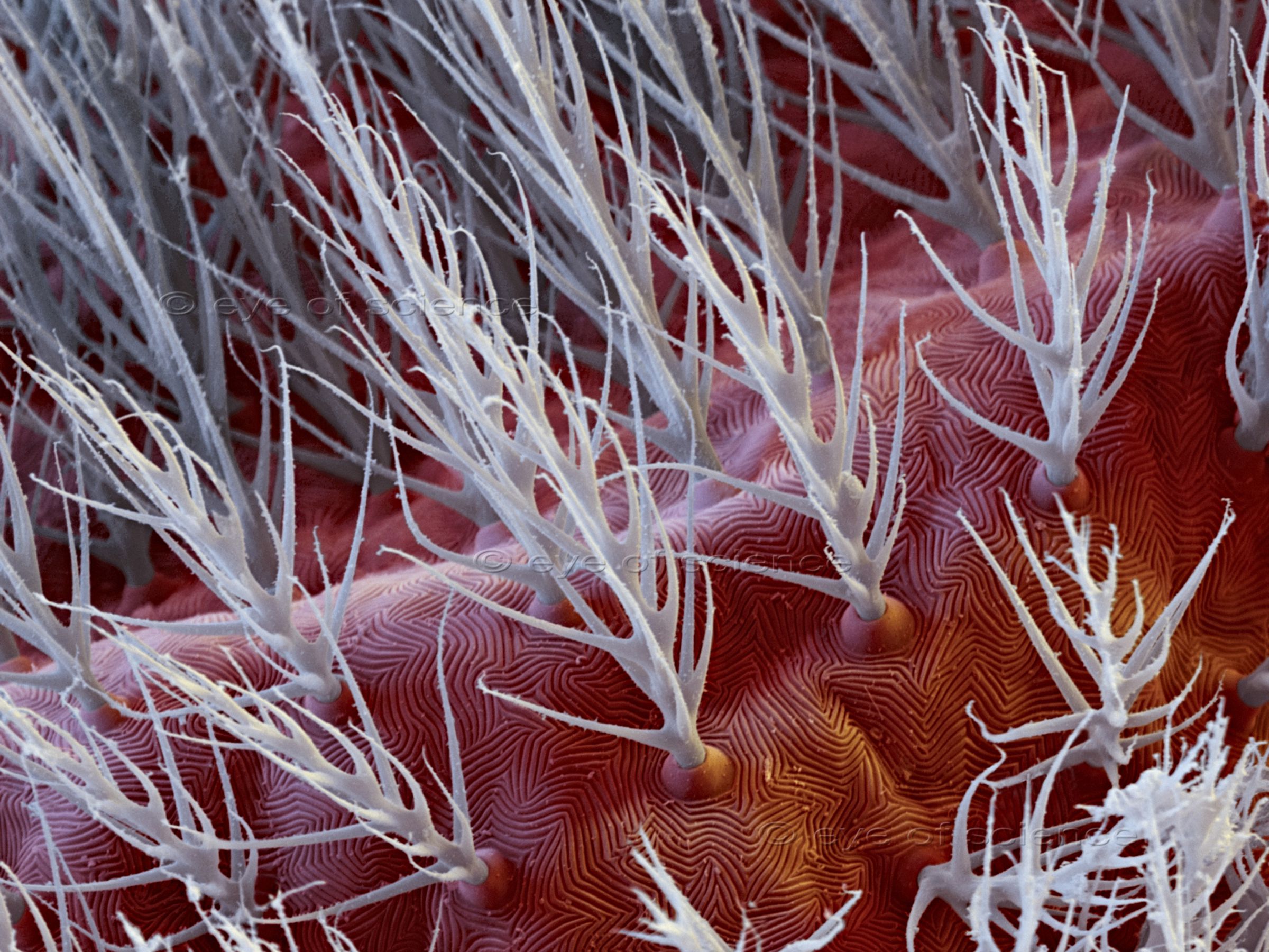 A closer look with the Scanning electron microscope shows the tiny hairs on the skin of a red velvet mite