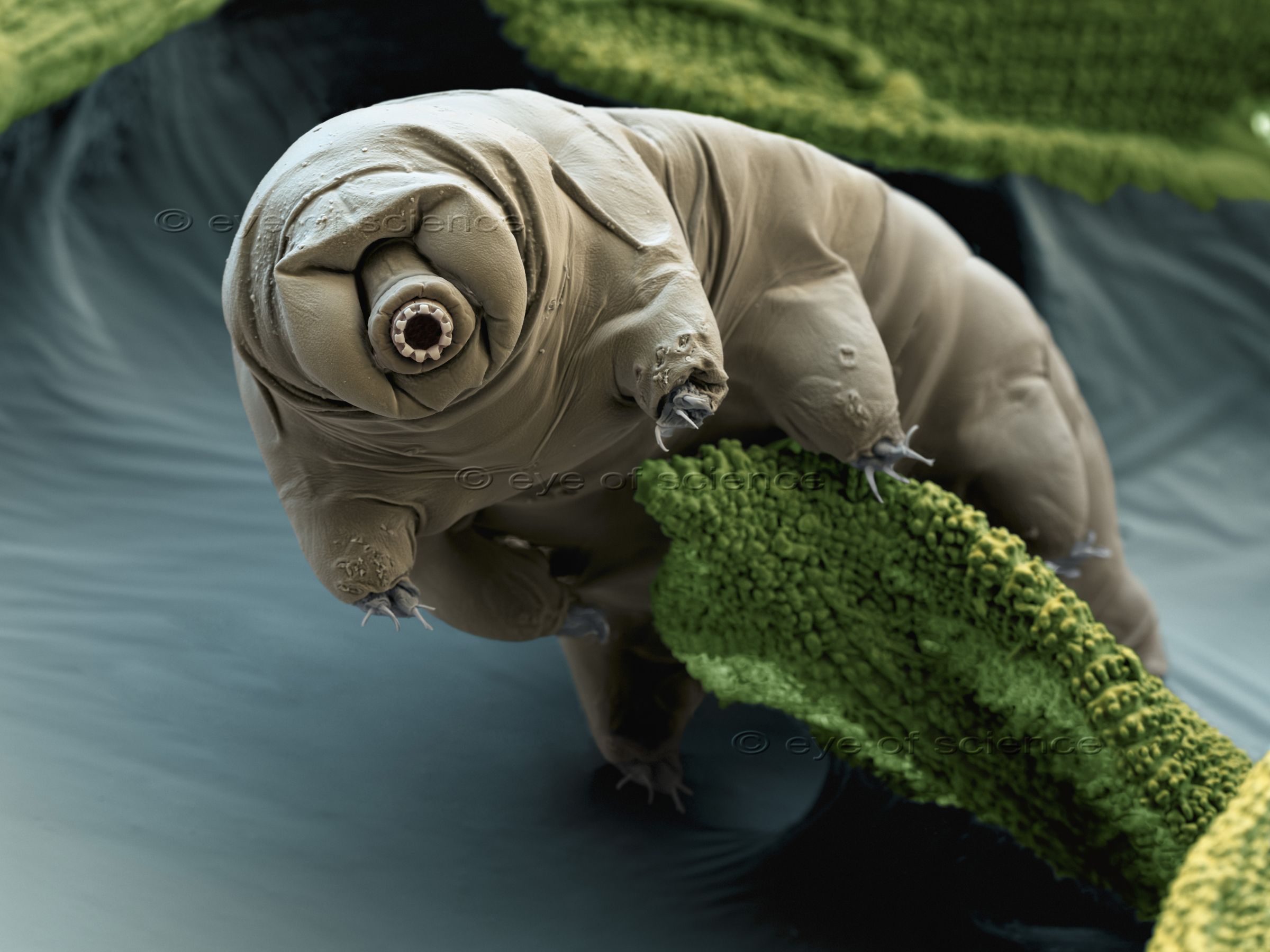 A SEM picture which shows a Tardigrade on a piece of mossleave. The Mouth and claws of the first pair of legs are clearly seen.