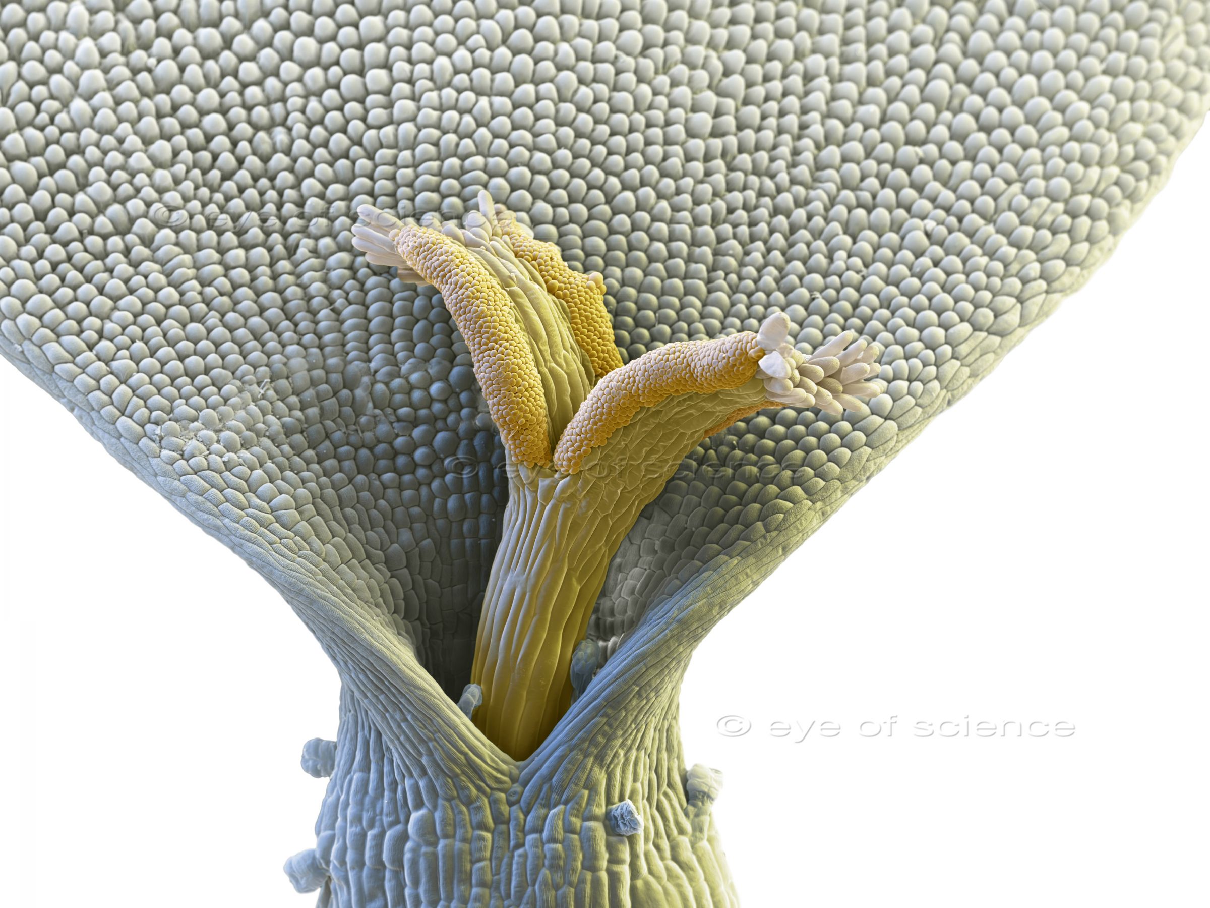 A SEM picture shows one single flower of chamomile.