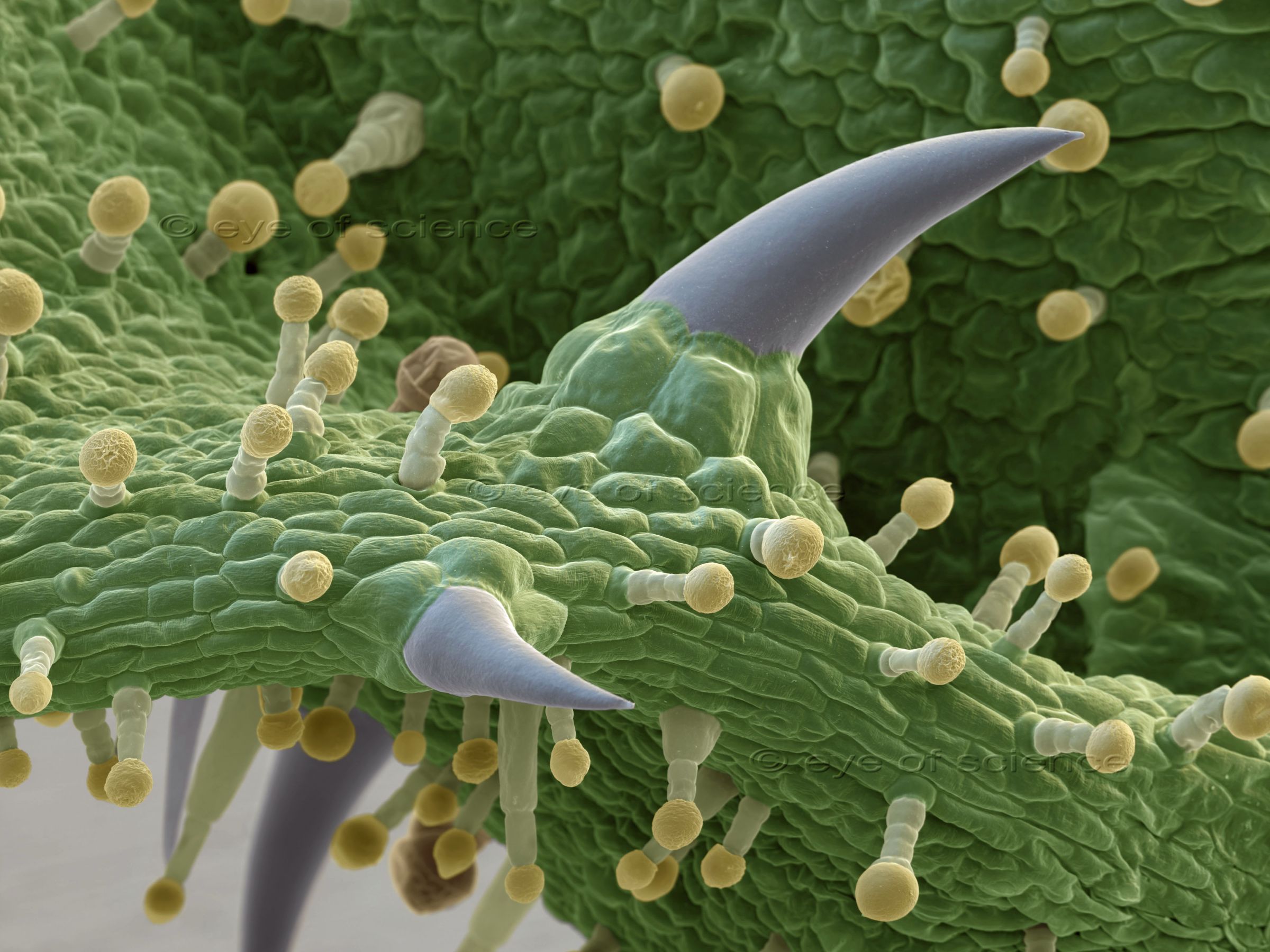 A micrograph of the surface of a leaf from Pelargonium. Coloured in light yellow are the tiny hairs, which release the typical scent, when broken.