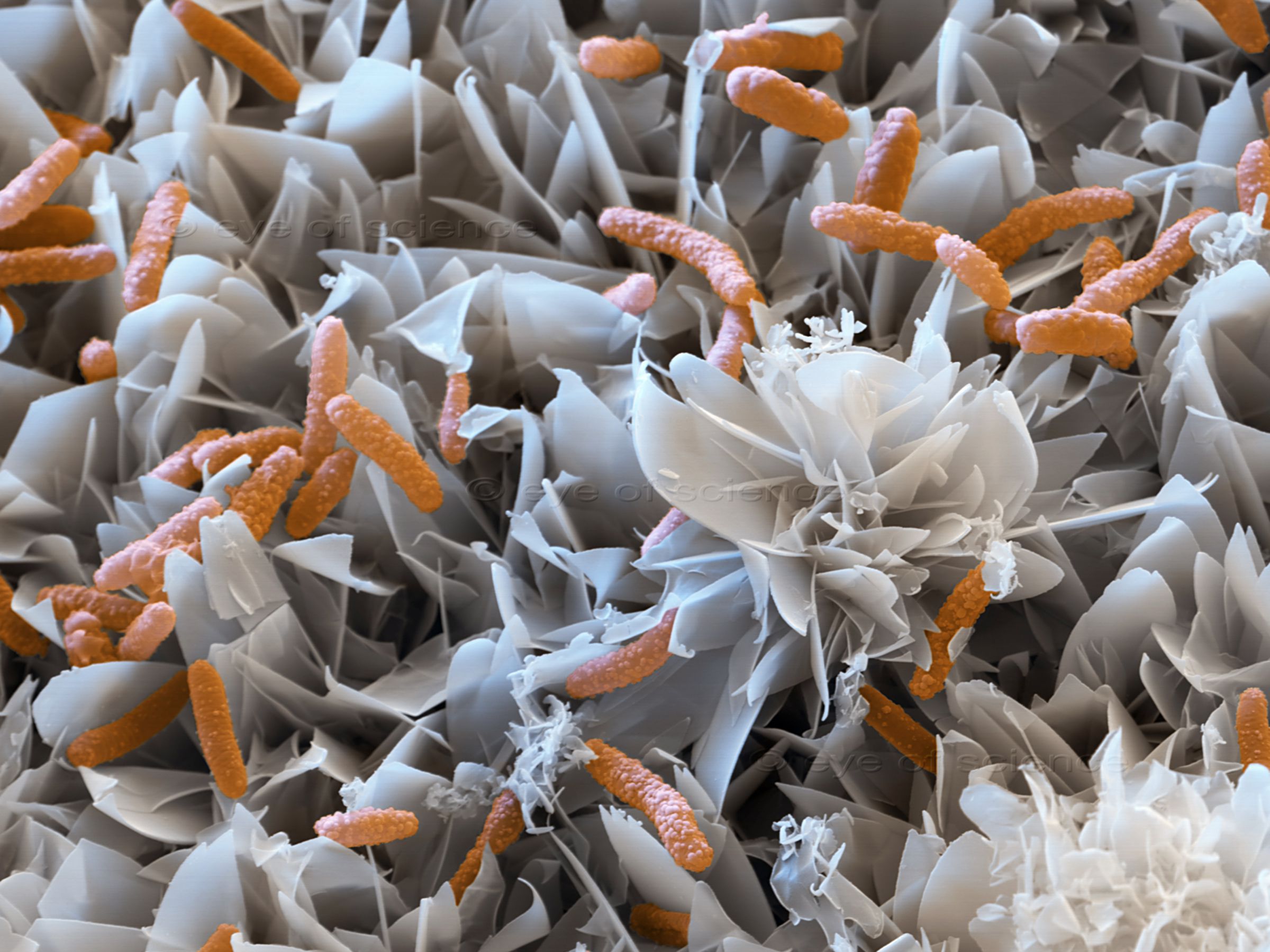 This electron microscope image shows platelets of minerals covered with brownish, rod shaped bacteria.
