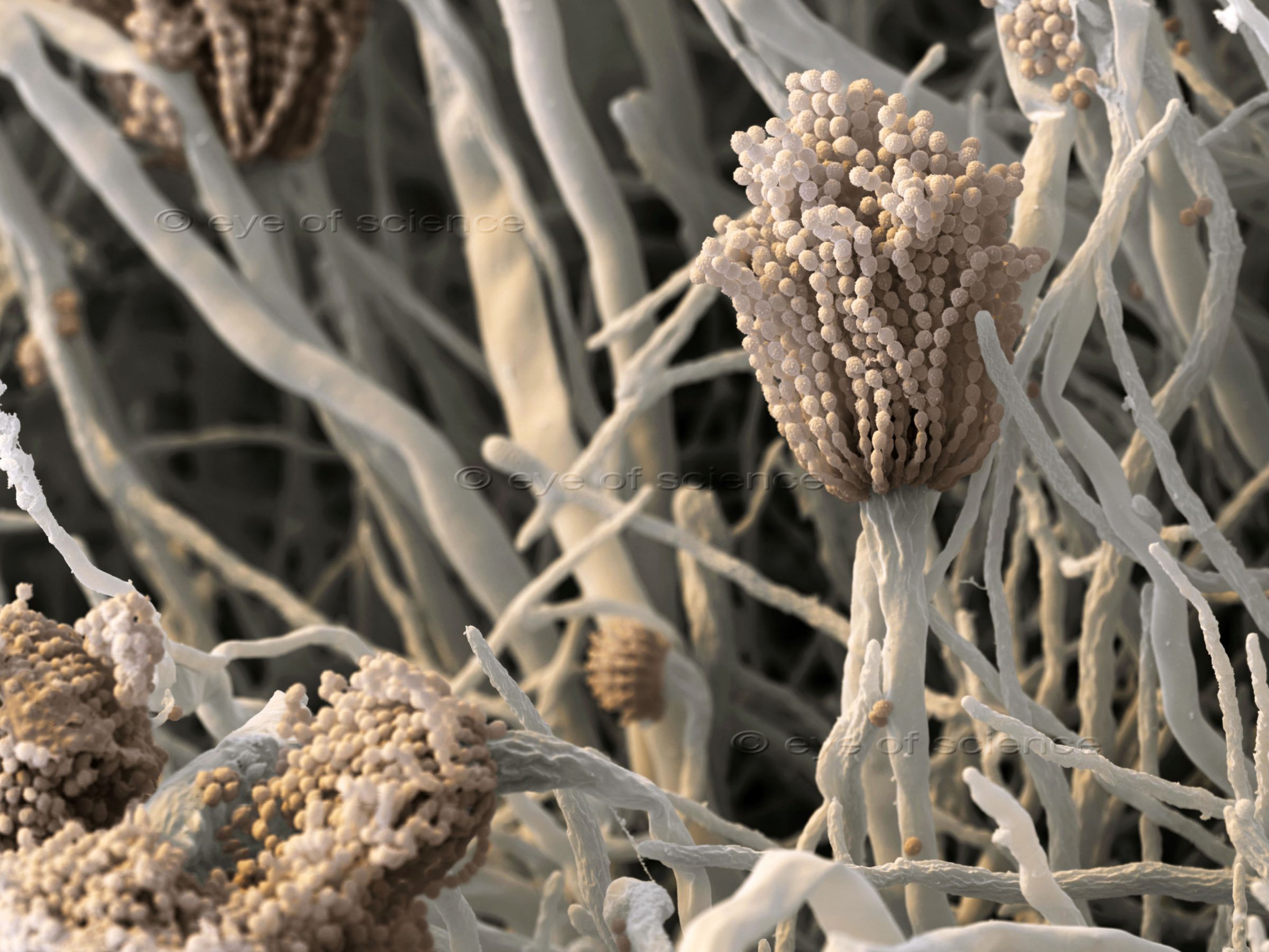 Scanning Electron Microscopic image of a fruiting boy of a fungus