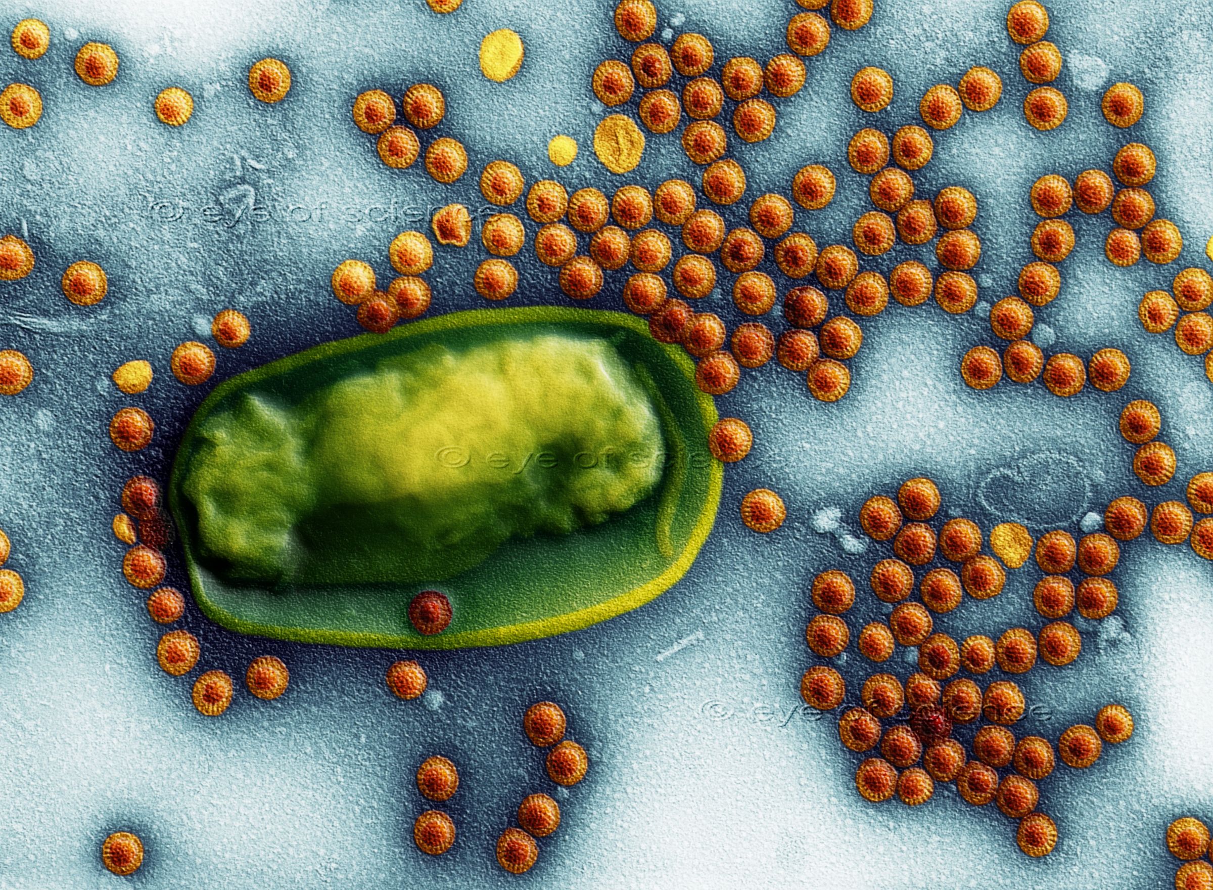 Microphotograph of Bacteria and Viruses